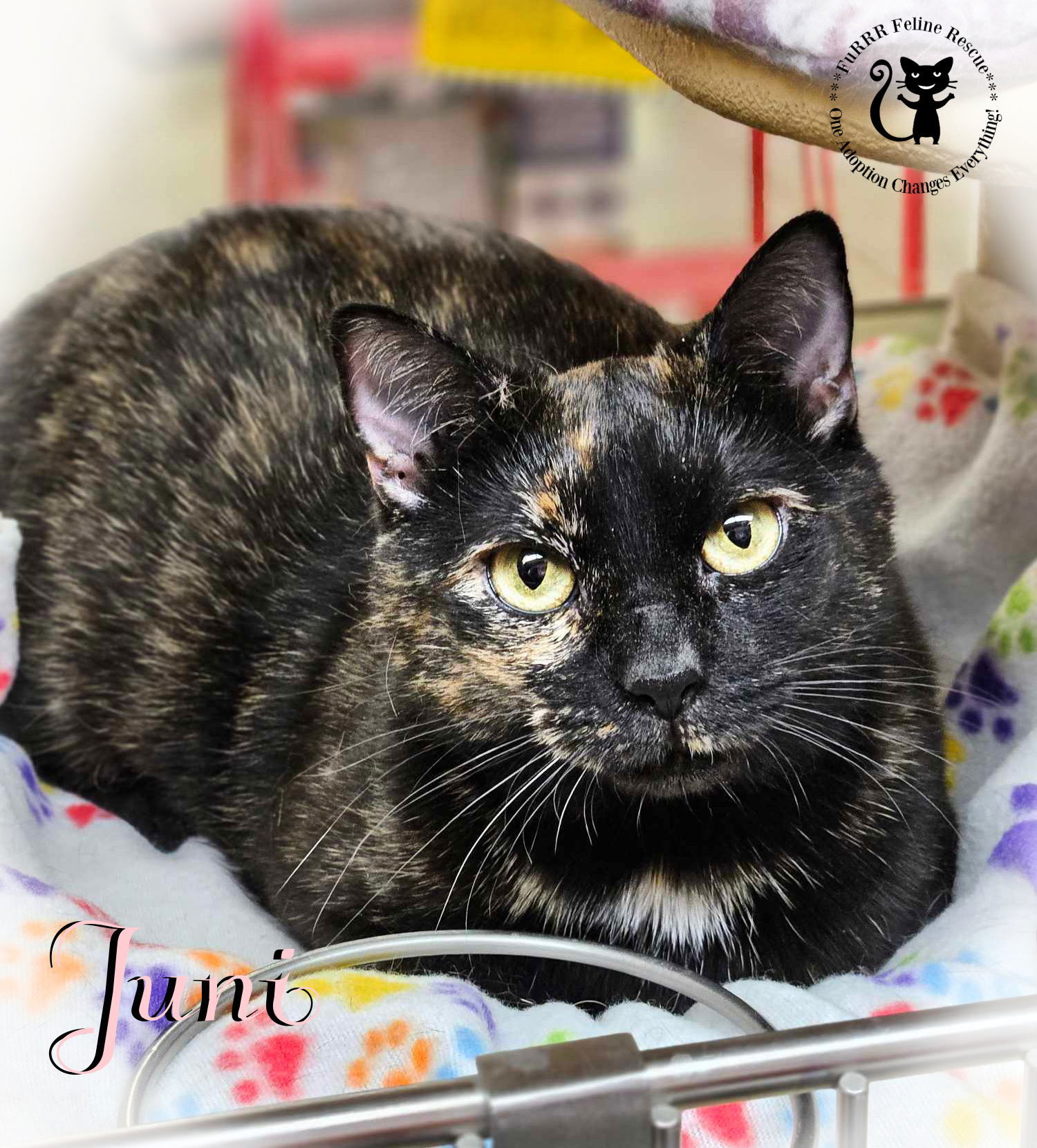 Juni, an adoptable Domestic Short Hair in Gonic, NH, 03839 | Photo Image 1