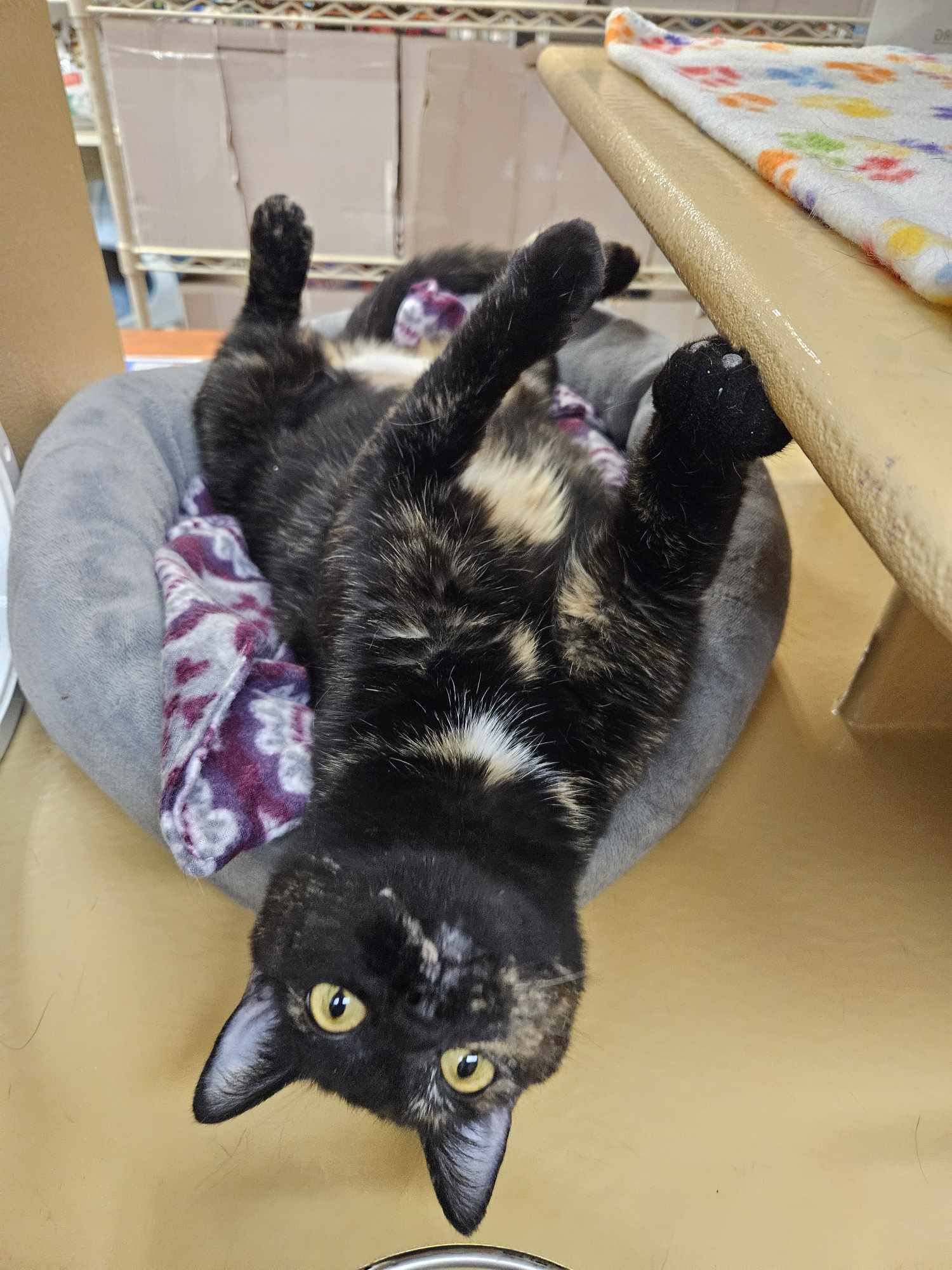 Juni, an adoptable Domestic Short Hair in Gonic, NH, 03839 | Photo Image 3