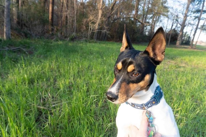 Basenji rat hot sale terrier