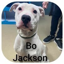 Bo Jackson detail page