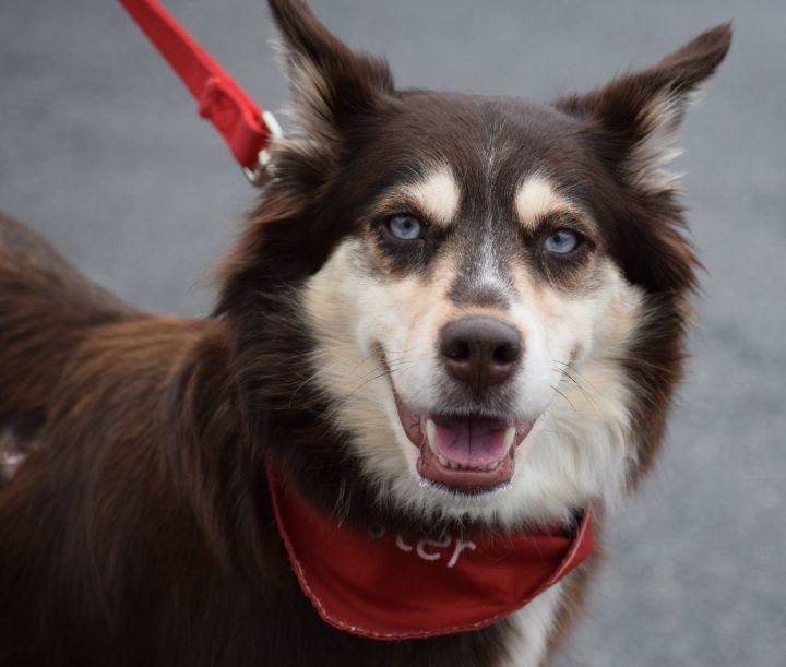 Petsmart shepherd store