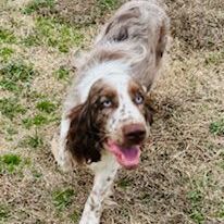 Petfinder english sale springer spaniel