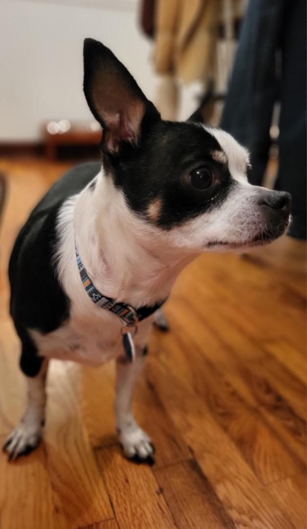 Odie, an adoptable Chihuahua in Knoxville, TN, 37920 | Photo Image 4
