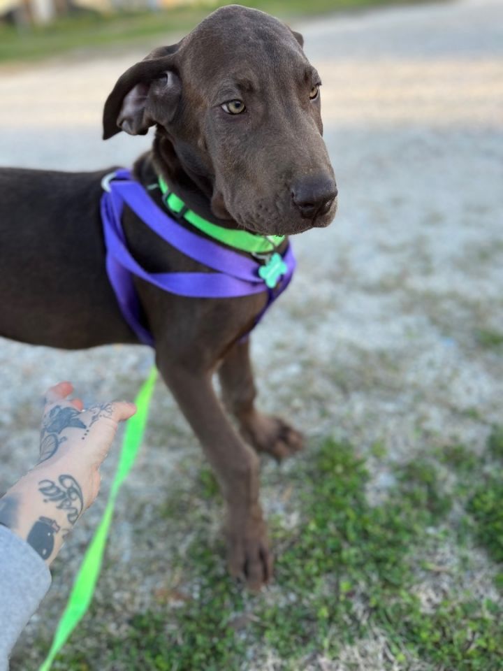 Dog for adoption Bandit Benefactor Dog a Great Dane in New