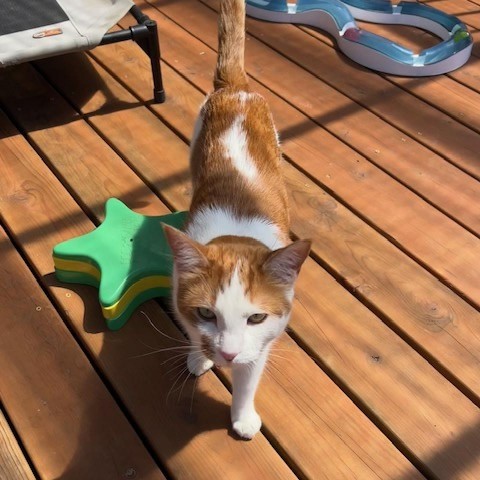 Chip AKA (Chipotle), an adoptable Domestic Short Hair in Washougal, WA, 98671 | Photo Image 3