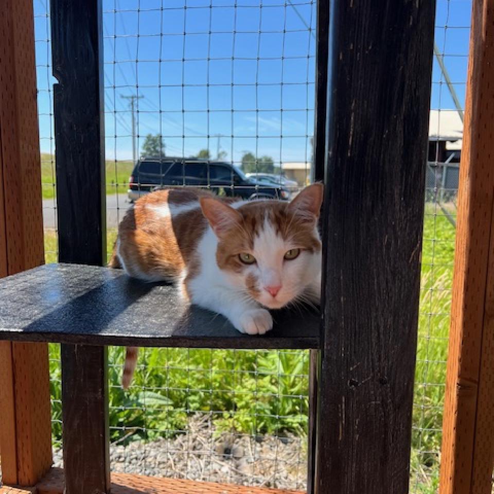 Chip AKA (Chipotle), an adoptable Domestic Short Hair in Washougal, WA, 98671 | Photo Image 3