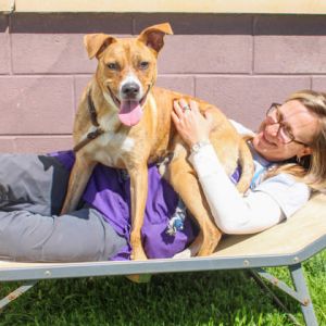 Alanick- IN FOSTER Mixed Breed Dog