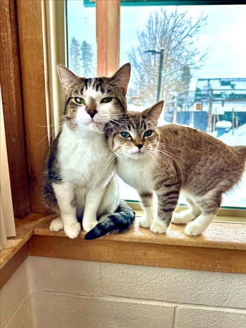 POUNCIVAL, an adoptable Domestic Short Hair in Frisco, CO, 80443 | Photo Image 1