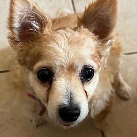 Ginger Fluffington - Chino Hills Location*By Appointment*, an adoptable Pomeranian, Chihuahua in Chino Hills, CA, 91709 | Photo Image 1