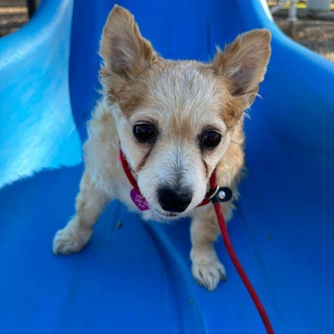 Ginger Fluffington - Chino Hills Location*By Appointment*, an adoptable Pomeranian, Chihuahua in Chino Hills, CA, 91709 | Photo Image 2