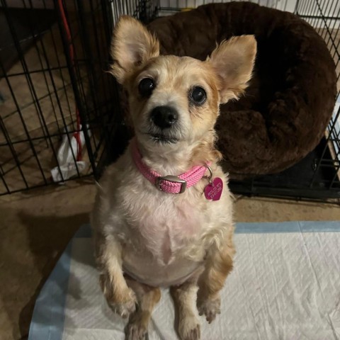 Ginger Fluffington - Chino Hills Location*By Appointment*, an adoptable Pomeranian, Chihuahua in Chino Hills, CA, 91709 | Photo Image 4