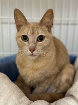 Tookie, Adult Female Domestic Short Hair