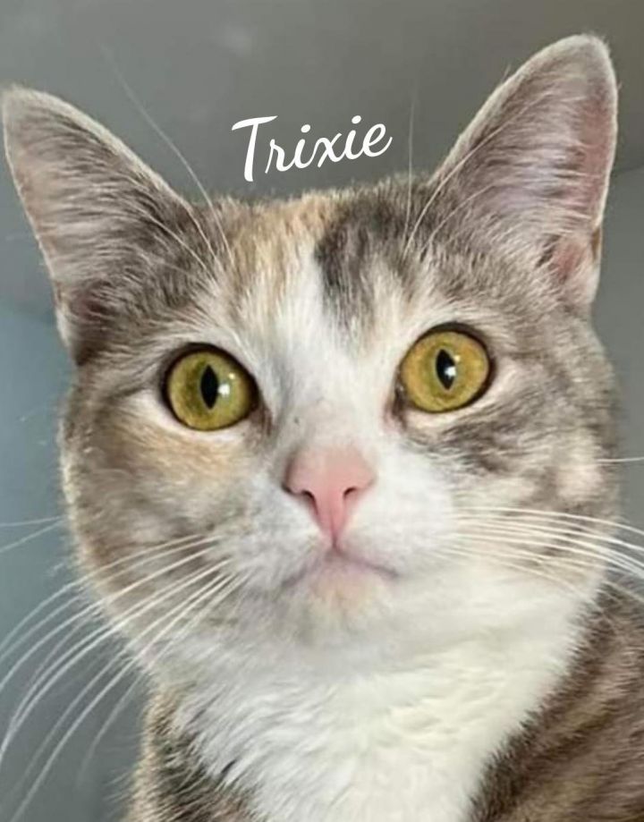 Trixie 2