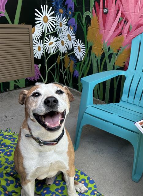 JAKE, an adoptable Pit Bull Terrier, Mixed Breed in Frisco, CO, 80443 | Photo Image 1