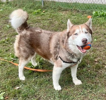 Dog for adoption - Jackson - great mix of fun & mellow!, a Siberian ...