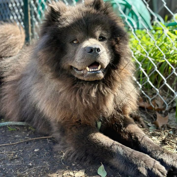 Chow chow outlet petfinder