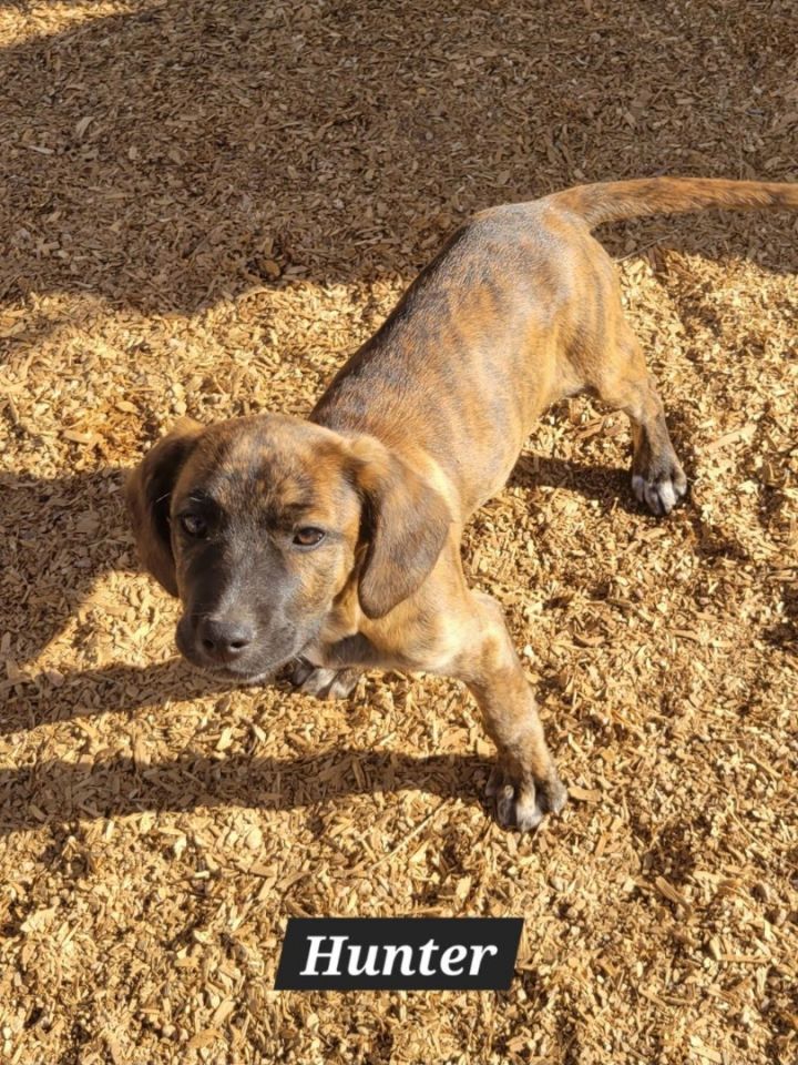 Hunter and store hound dog treats