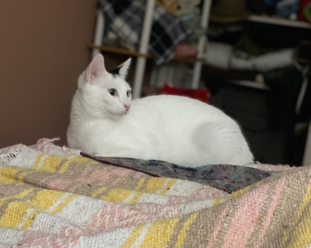 Ghost Boy, an adoptable Domestic Short Hair in Oxnard, CA, 93035 | Photo Image 1