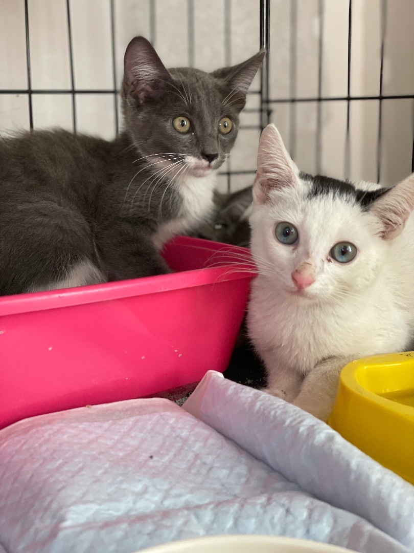 Ghost Boy, an adoptable Domestic Short Hair in Oxnard, CA, 93035 | Photo Image 2