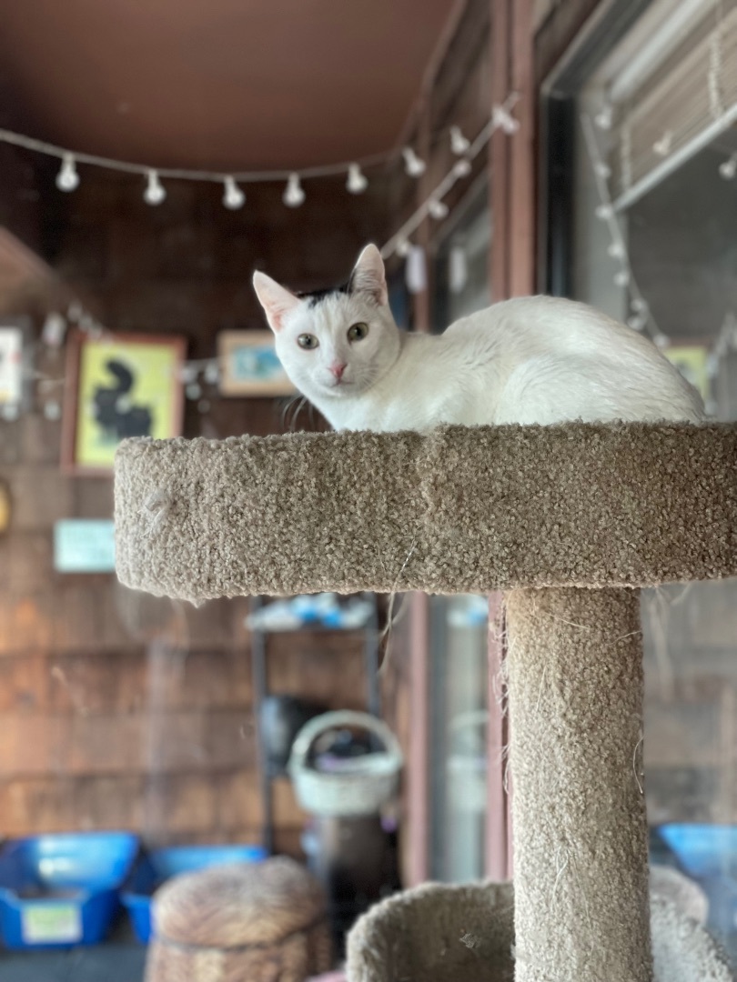 Ghost Boy, an adoptable Domestic Short Hair in Oxnard, CA, 93035 | Photo Image 3