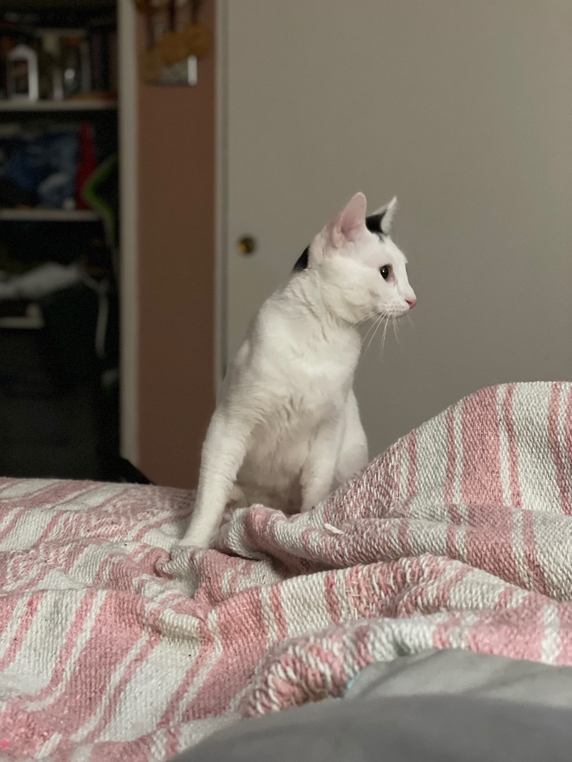 Ghost Boy, an adoptable Domestic Short Hair in Oxnard, CA, 93035 | Photo Image 4