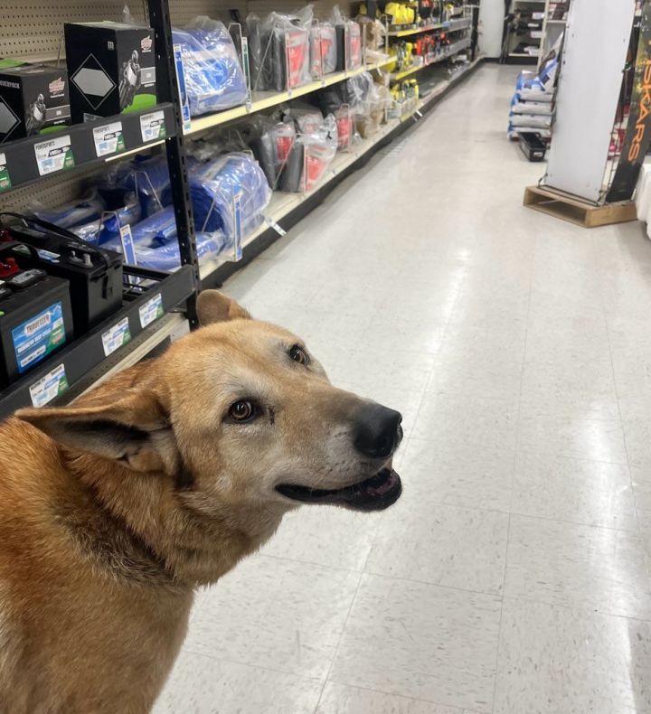 Chaco the clearance dog