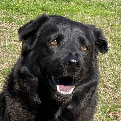 Lab and best sale chow mix puppy