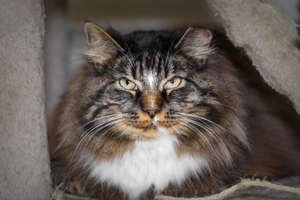 S5, an adoptable Domestic Medium Hair in Fort Lupton, CO, 80621 | Photo Image 1