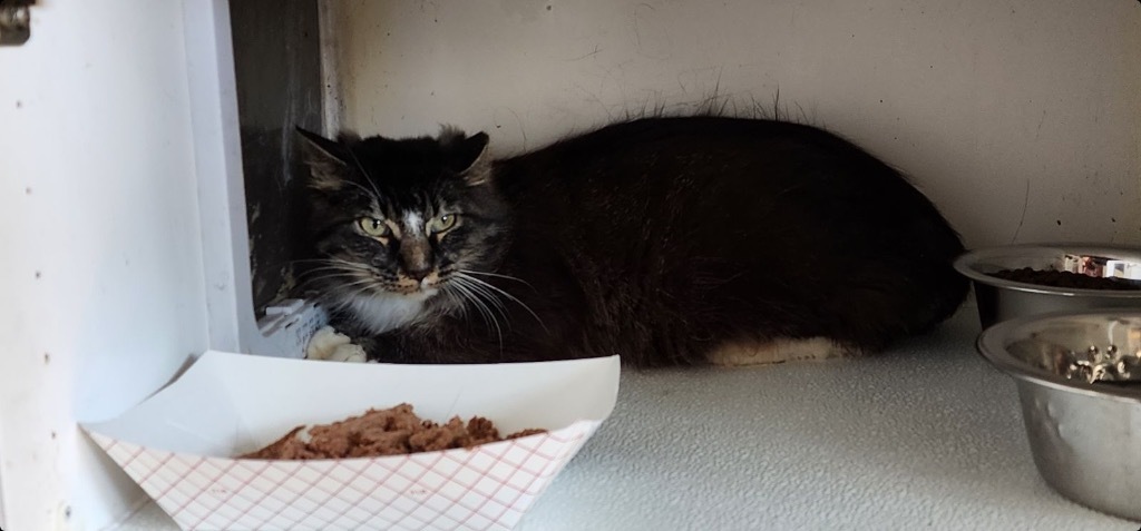 S5, an adoptable Domestic Medium Hair in Fort Lupton, CO, 80621 | Photo Image 3