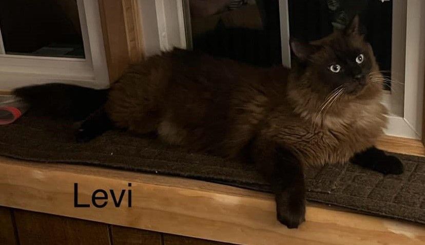 Levi, an adoptable Ragdoll in Whiting, IN, 46394 | Photo Image 1