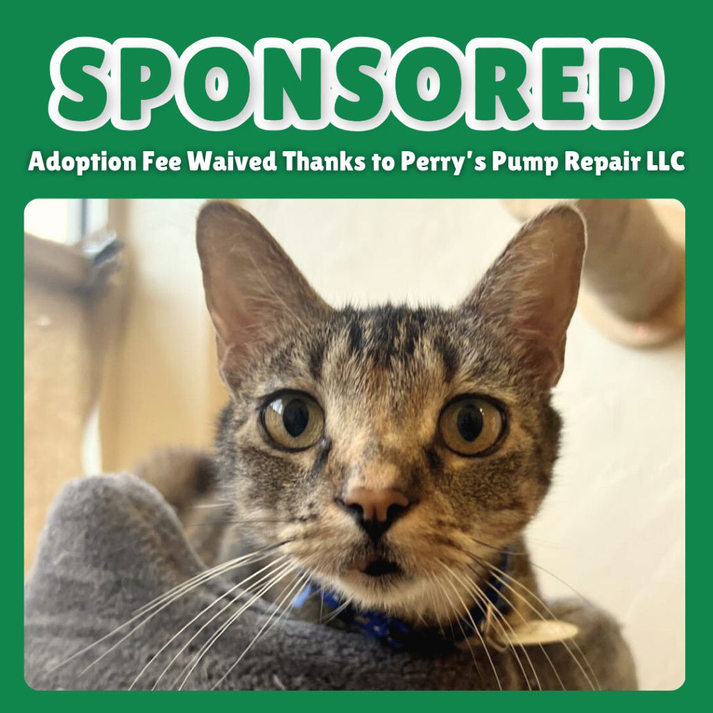Dolly Parton, an adoptable Domestic Short Hair in Gainesville, FL, 32609 | Photo Image 1
