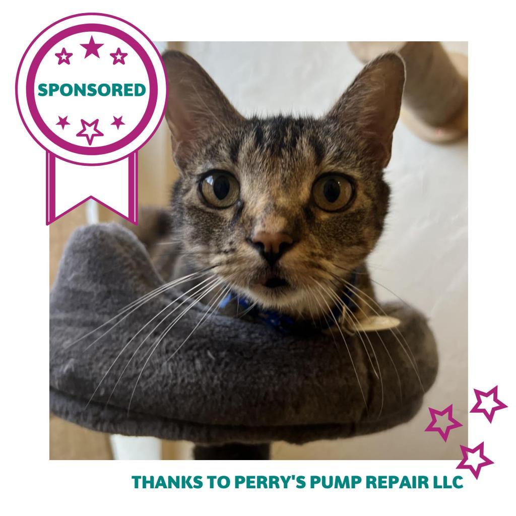 Dolly Parton, an adoptable Domestic Short Hair in Gainesville, FL, 32609 | Photo Image 2