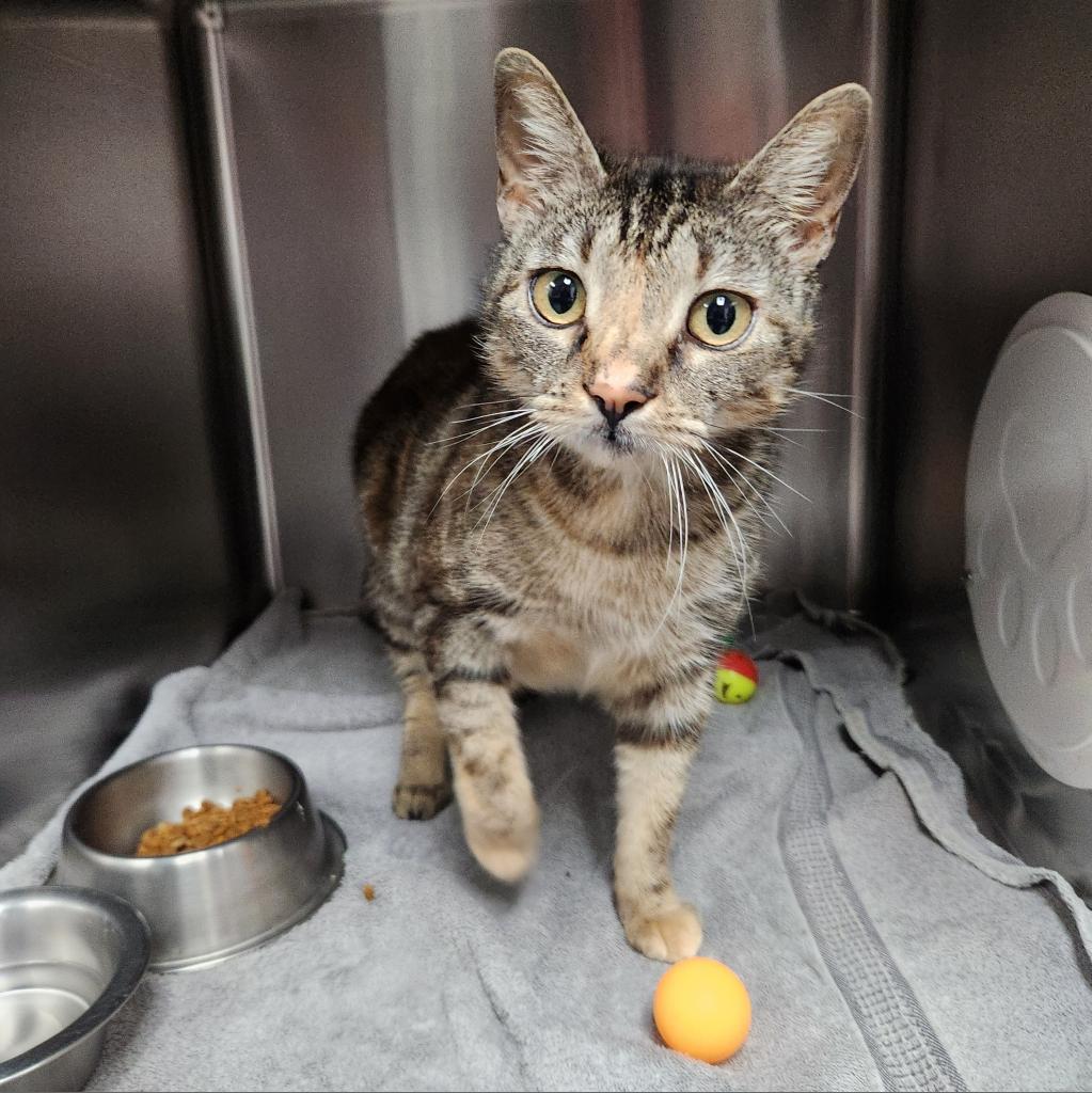 Dolly Parton, an adoptable Domestic Short Hair in Gainesville, FL, 32609 | Photo Image 5