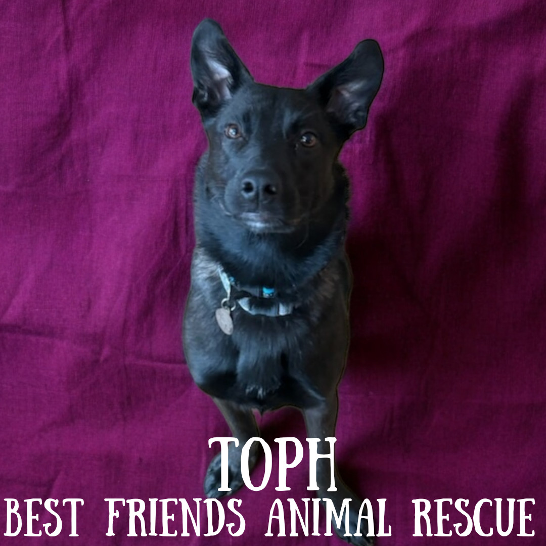 Toph, an adoptable Husky in Wasilla, AK, 99654 | Photo Image 4