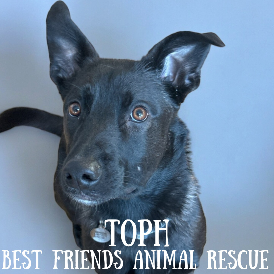 Toph, an adoptable Husky in Wasilla, AK, 99654 | Photo Image 5