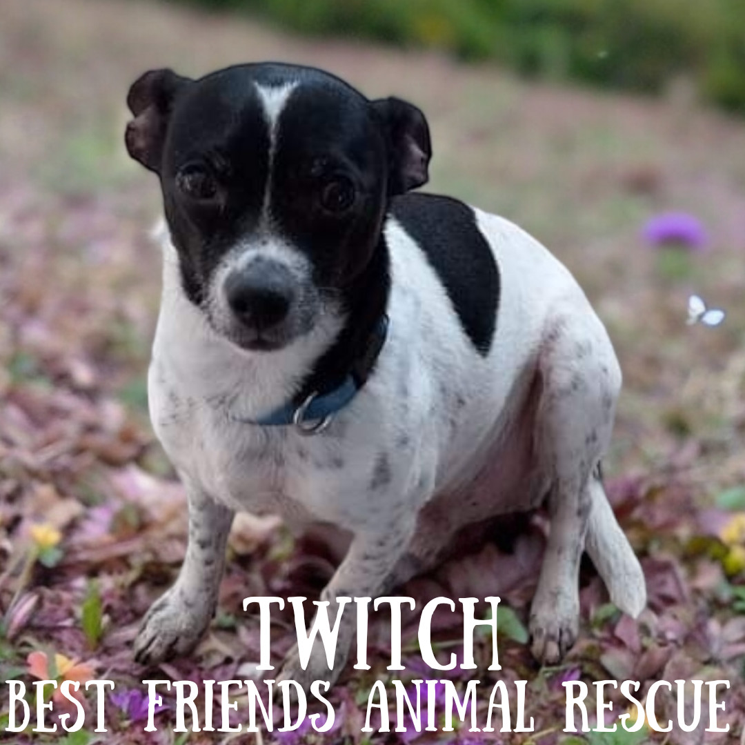 Twitch, an adoptable Jack Russell Terrier, Chihuahua in Wasilla, AK, 99654 | Photo Image 2