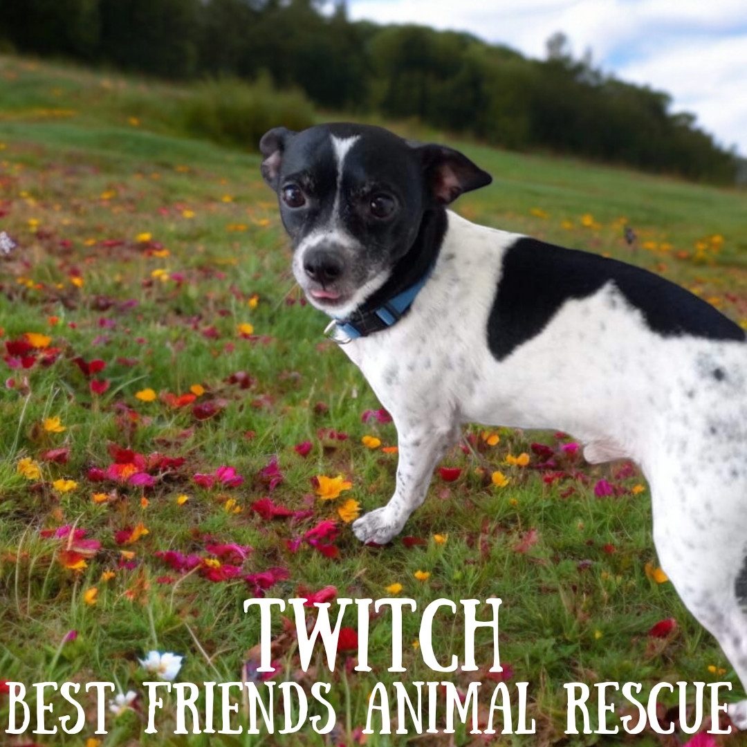Twitch, an adoptable Jack Russell Terrier, Chihuahua in Wasilla, AK, 99654 | Photo Image 3