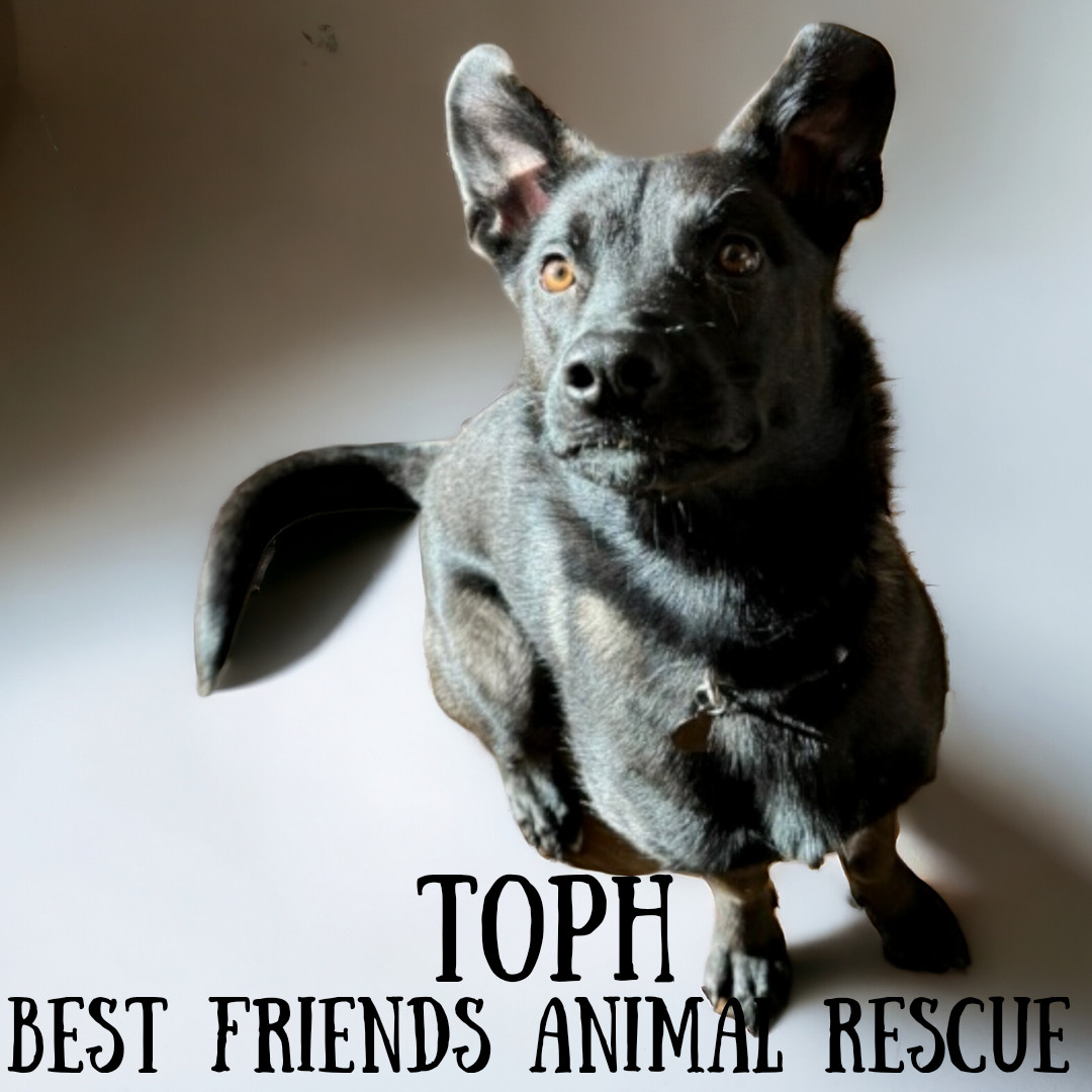 Toph, an adoptable Husky in Wasilla, AK, 99654 | Photo Image 3