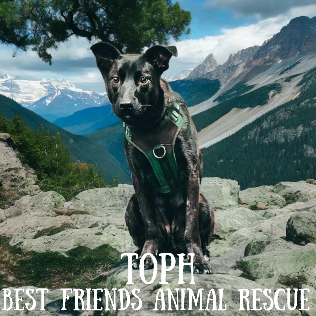 Toph, an adoptable Husky in Wasilla, AK, 99654 | Photo Image 4