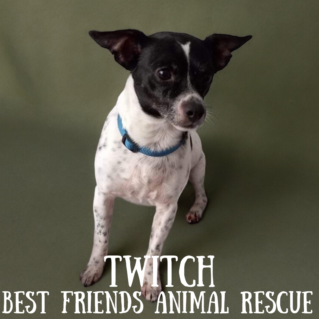 Twitch, an adoptable Jack Russell Terrier, Chihuahua in Wasilla, AK, 99654 | Photo Image 1