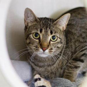 Hickory Crosby, Adult Male Domestic Short Hair