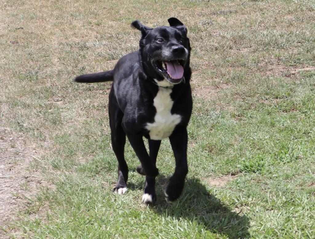 WRANGLER, an adoptable Mixed Breed in Florence, SC, 29506 | Photo Image 1