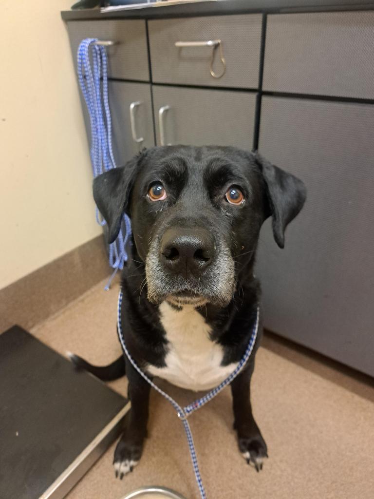 WRANGLER, an adoptable Mixed Breed in Florence, SC, 29506 | Photo Image 2