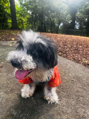 Henry Schnauzer Dog