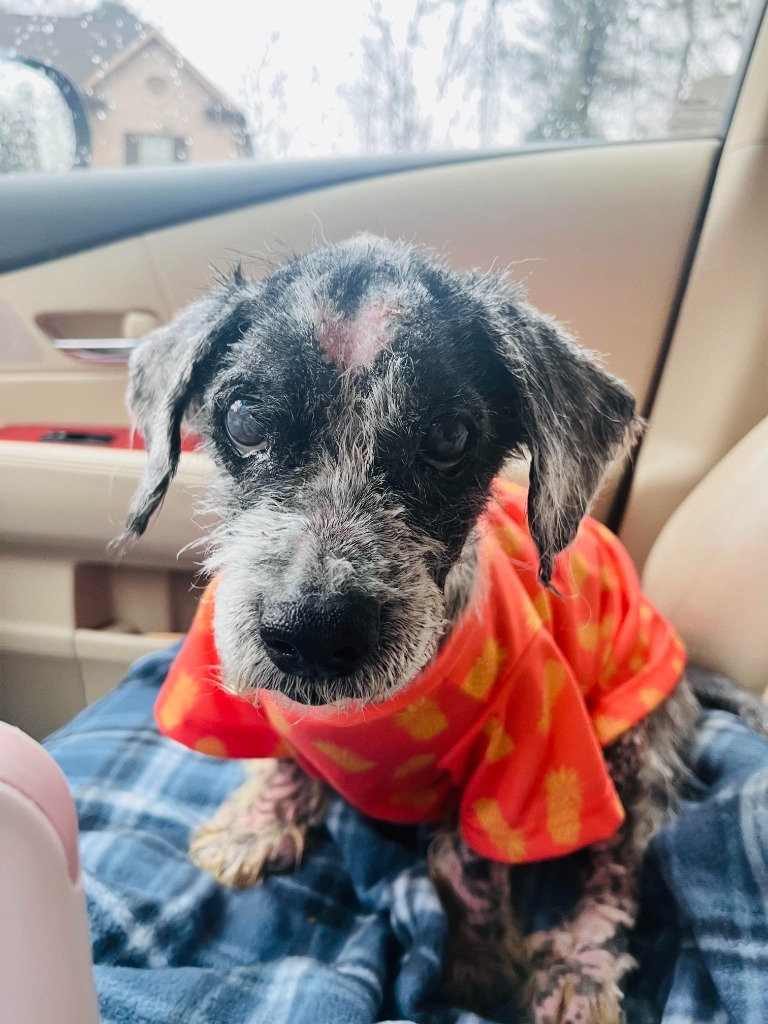 Henry, an adoptable Schnauzer in Buford, GA, 30519 | Photo Image 2
