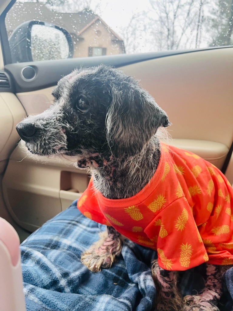 Henry, an adoptable Schnauzer in Buford, GA, 30519 | Photo Image 3