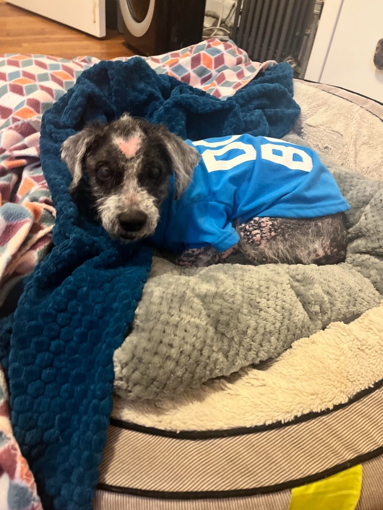 Henry, an adoptable Schnauzer in Buford, GA, 30519 | Photo Image 4