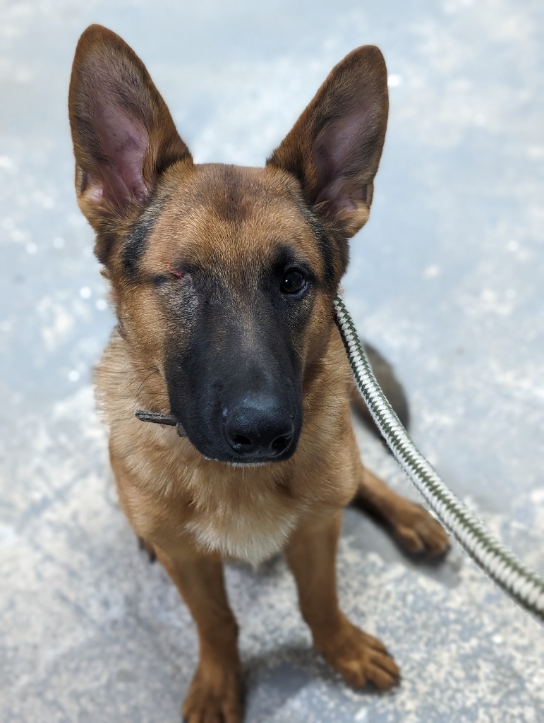 Luca, an adoptable German Shepherd Dog in Glenfield, NY, 13343 | Photo Image 1
