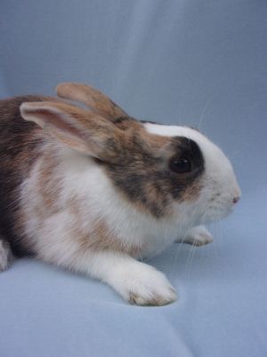 An active and curious bunny boy Every rabbit sheltered at BUNS is spayed or neutered prior to a