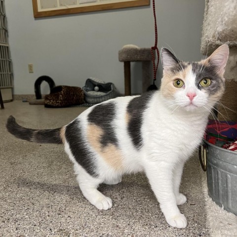 Princess, an adoptable Domestic Short Hair in Conway, NH, 03818 | Photo Image 1